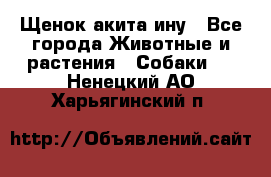 Щенок акита ину - Все города Животные и растения » Собаки   . Ненецкий АО,Харьягинский п.
